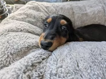 リュウチャン 様のお迎えした子犬