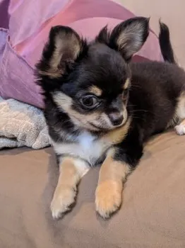 ワタ 様のお迎えした子犬