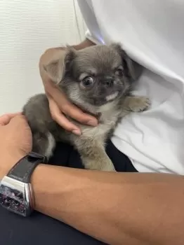 さお 様のお迎えした子犬