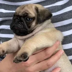 W.F 様のお迎えした子犬