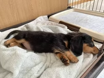 A.H 様のお迎えした子犬