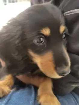 ケン 様のお迎えした子犬