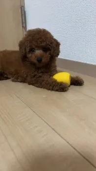 S.A 様のお迎えした子犬