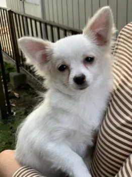 みこ 様のお迎えした子犬