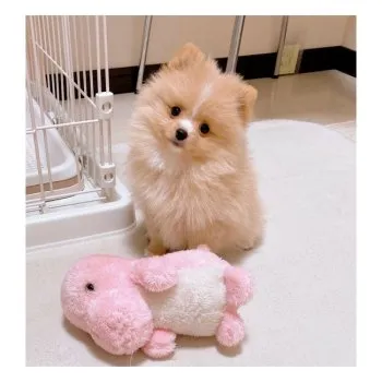 A.T 様のお迎えした子犬