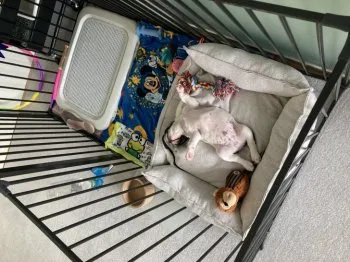 マユミ 様のお迎えした子犬