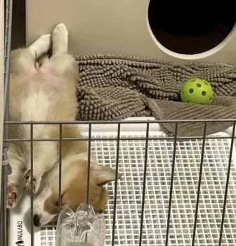 may 様のお迎えした子犬