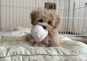 tenten 様のお迎えした子犬