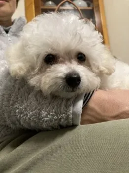 ヒロ 様のお迎えした子犬