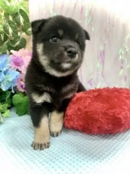 KA 様のお迎えした子犬