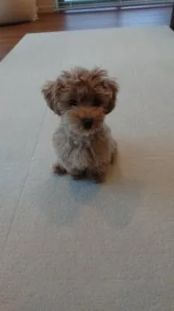 N.K 様のお迎えした子犬