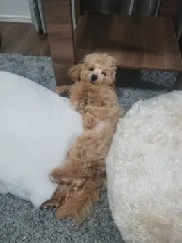 HAHAさん 様のお迎えした子犬