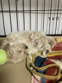 M.Y 様のお迎えした子犬