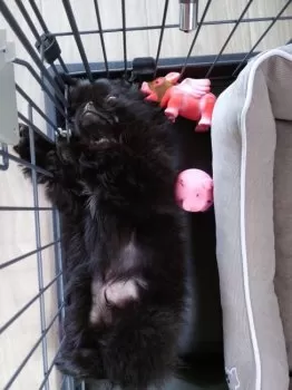 y.k 様のお迎えした子犬