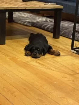 T.A 様のお迎えした子犬