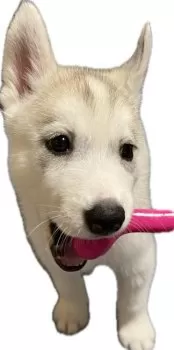 Dr.スランプ　アラレちゃん 様のお迎えした子犬