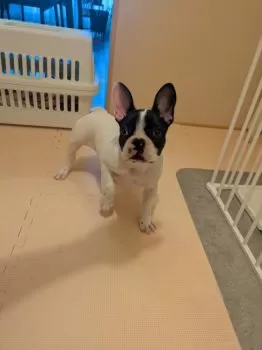 N.O 様のお迎えした子犬