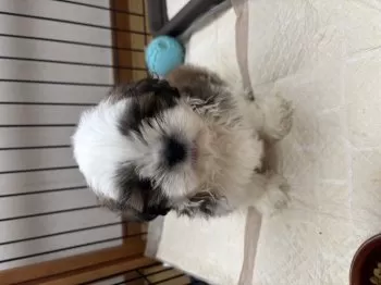 R.M 様のお迎えした子犬