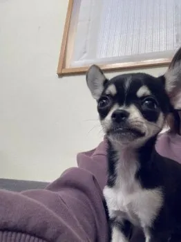 MY 様のお迎えした子犬