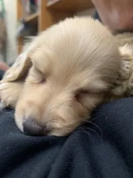 S.K 様のお迎えした子犬