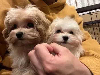 R.S 様のお迎えした子犬