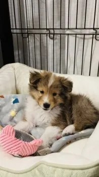 ハルミ 様のお迎えした子犬