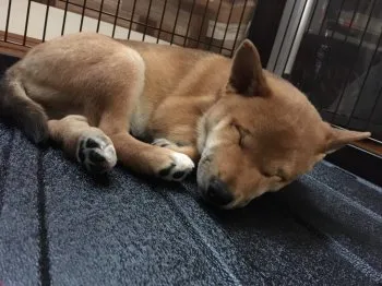 さとちゃん 様のお迎えした子犬