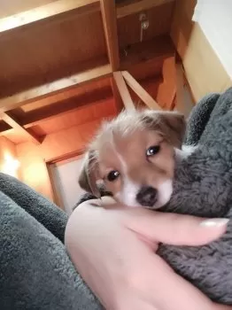 Y.O 様のお迎えした子犬