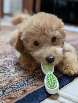 どりドリス 様のお迎えした子犬