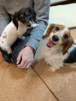 あずもな 様のお迎えした子犬