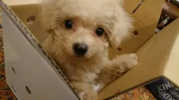 ひら 様のお迎えした子犬