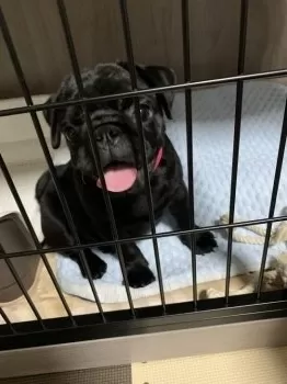 S.H 様のお迎えした子犬