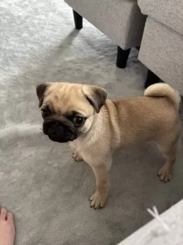 A.O 様のお迎えした子犬