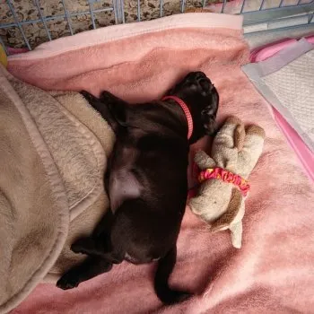 T.O 様のお迎えした子犬