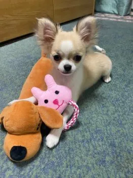 MI 様のお迎えした子犬