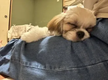 Y.H 様のお迎えした子犬