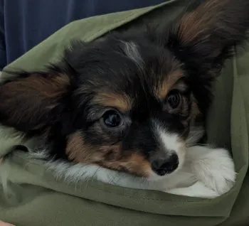 K.K 様のお迎えした子犬