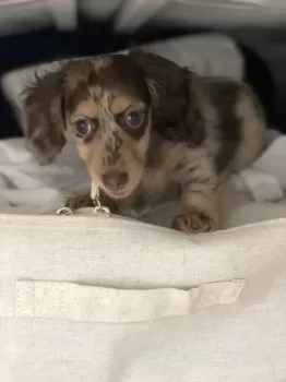 L.S. 様のお迎えした子犬