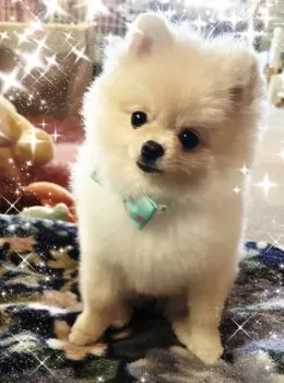 TAKEさん 様のお迎えした子犬