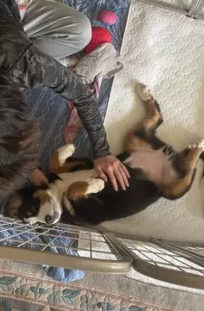 Y.N 様のお迎えした子犬
