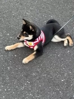 N.K 様のお迎えした子犬