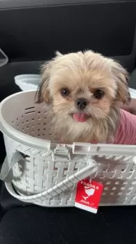 ゆい 様のお迎えした子犬