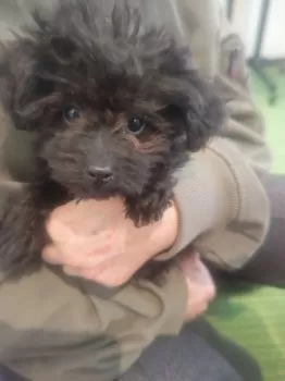 ノンノコ５ 様のお迎えした子犬