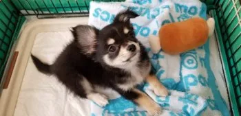 ボム 様のお迎えした子犬