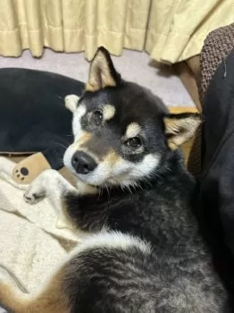 らんまる 様のお迎えした子犬