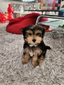 M.M 様のお迎えした子犬