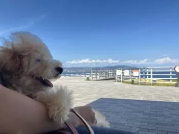にゃん太郎 様のお迎えした子犬