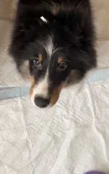 ぴら 様のお迎えした子犬