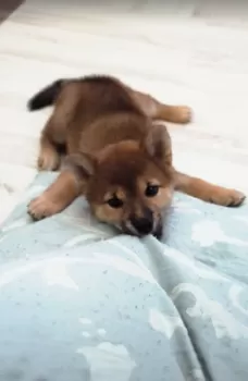 Y.N 様のお迎えした子犬