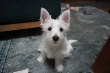 H.K 様のお迎えした子犬